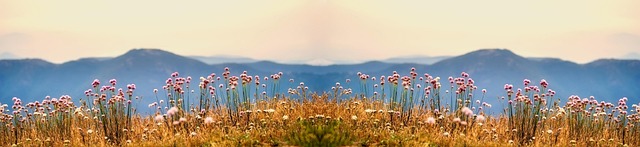 Corporate Bylaws and Articles of Incorporation